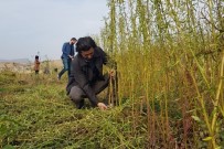 MıSıR - Bingöl Üniversitesi 'Kenevir Sapı Ve Jüt' Bitkisinden Kovan Üretecek