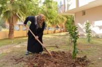 FESTIVAL - Kızı İçin Her Yıl Fidan Diken Anneye Büyükşehir'den Destek