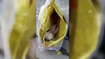 Manisa'da Boynu Kesilerek Çöpe Atılan Tavşan Tedavi Altına Alındı