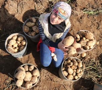 Patateste Bu Yıl 260 Milyon TL Hasılat Bekleniyor