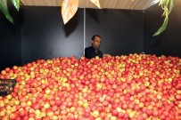 İSLAM - Amasya Valisi Amasya Günleri'ne Katıldı