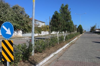 Çorlu'da Ağaçlandırma Ve Temizlik Çalışmaları Sürüyor