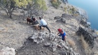 Kayalıklarda Mahsur Kalan Keçiler, 4 Saatte Kurtarıldı Haberi