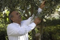 TARIŞ ZEYTIN - Tariş Zeytinyağı Birliği Zeytinyağının Fiyatını Açıkladı