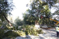 KÜLTÜR BAKANLıĞı - Tekerlemeye Konu Olan Asırlık Çınar Kesildi