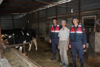 ÇOLAKLı - Ümidini Kestiği 4 İnek Ve 1 Buzağıya 1 Gün Sonra Kavuştu