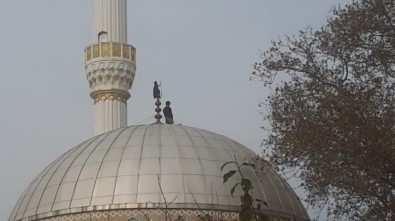 15 Yıllık Leylek Yuvasını Yıktılar