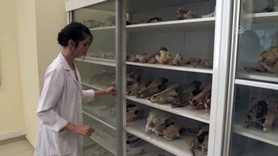 Kırşehir'de Milyon Yıllık Fosiller Arkeoloji Müzesinde Sergilenecek