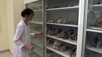 AHİ EVRAN ÜNİVERSİTESİ - Kırşehir'de Milyon Yıllık Fosiller Arkeoloji Müzesinde Sergilenecek