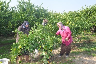 Menderes'te Mandalina Festivali Zamanı