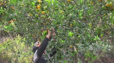 Samandağ Mandalinasında İhracat Başladı