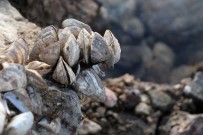 VAN GÖLÜ - Zebra Midyeler Baraj Gölünü Tamamen İstila Etti