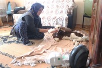 ERKEN DOĞUM - Besici Kadından Prematüre Buzağıya Anne Şefkati