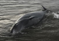 BALIK TUTMAK - Finike'de Sahile Dev Gagalı Balinası Vurdu