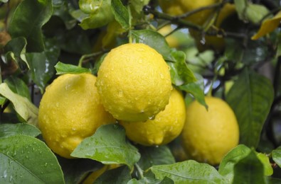 Lamas Limonu Coğrafi İşaret Tescil Belgesi Aldı