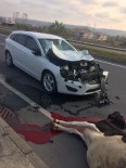 KARAYOLLARI - Otomobil Başıboş Gezen İneğe Çarptı