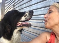 (Özel) Yerel Hayvan Koruma Görevlisi 'Sokak Köpeği' Davasında Beraat Etti