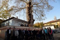NAIF YAVUZ - Bu Ağaç Tam 570 Yaşında