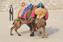 DEVE GÜREŞİ - Ayvacık'ta 'Havut Hayrı'