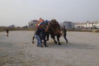 DEVE GÜREŞİ - Burhaniye Deve Güreşleri Havut Töreni Yapıldı