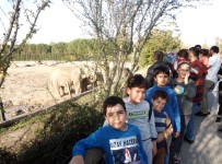 Çavdarhisar 100. Yıl İlkokulu Kütahya'yı Başarıyla Temsil Etti