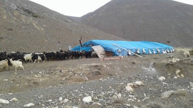 Çoban Mera Tepkisini Çektiği Videoyla Dile Getirdi