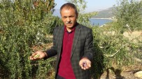ZEYTİN AĞACI - Ermenek'te Zeytin, Yöre Halkının Umudu Oldu