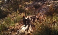 Kara Ağaçkakan Tekirdağ'da Görüntülendi Haberi