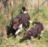 YAVRU KÖPEK - Nesli Tükeniyordu Şimdi İse Standardı Belirlendi