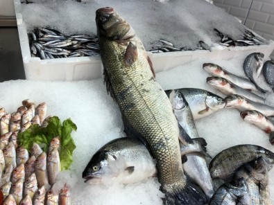 Sinop'ta Balıkçılara Denizden Sürpriz Çıktı