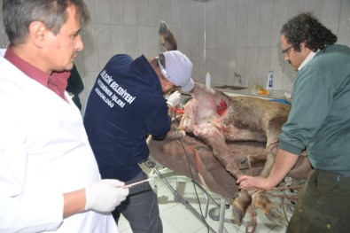 Vücudundan 60'A Yakın Saçma Çıkartıldı