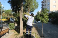ADNAN MENDERES - Efeler Belediyesi Yeşil Alanlarda Bakım Çalışmalarına Devam Ediyor