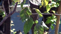 MEHMET KARAKAYA - Manisa'da Erik Ağaçları Kasımda Meyve Verdi
