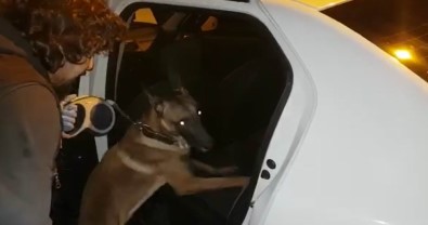 Narkotik Köpeği Uyuşturucu Tacirlerinin Korkulu Rüyası Oldu