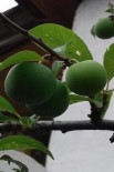 Sakarya'da Erik Ağacı Kasım Ayında Meyve Verdi Haberi