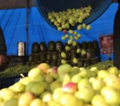 ZEYTİN AĞACI - Şanlıurfa'da Zeytin Hasadı Devam Ediyor