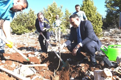 Toroslar'da 450 Adet Fidan Toprakla Buluştu