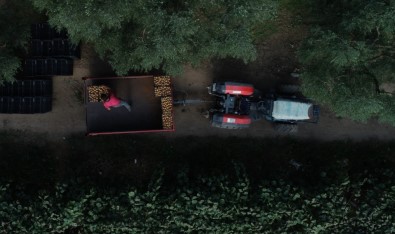 Bursa'da Kivi Üreticisinin Yüzü Gülüyor