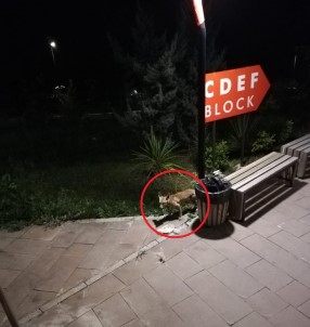 Davetsiz Misafir Tilki, Öğrenciler Arasında Heyecan Oluşturdu