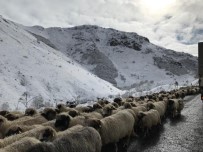 Kar Altında Koyunların Dönüşü Başladı Haberi