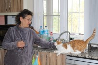 SOKAK HAYVANI - (Özel) Emekli Maaşını Sokak Hayvanlarına Harcıyor