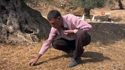 Zeytin Hasadını Sürdüren Filistinli Çiftçiler, Yahudilerin Yağmalamasından Tedirgin