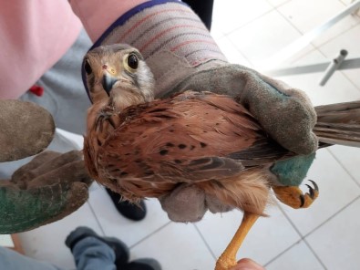 Aydın'da Yaban Hayvanları Halkalandı