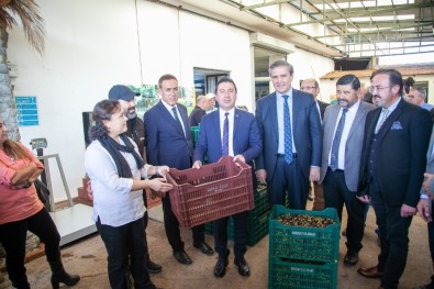 Bodrum Zeytinyağına 'Kalite' Dokunuşu