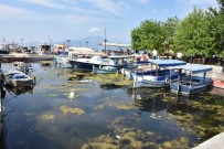 MUĞLA ÜNIVERSITESI - Köyceğiz Gölü Ve Dalaman Kanalları Kirlilikten Sos Veriyor