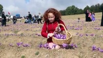 FUAT GÜREL - 'Milli Bitki' Safrandan '20 Kilo' Hasat