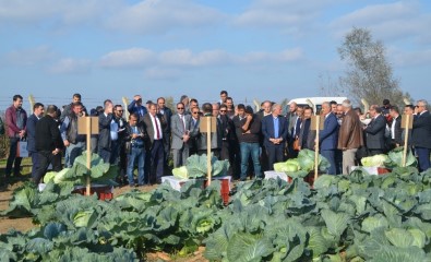 Tarla Gününde 'Yerli Ve Milli Lahana' Çeşitleri Tanıtıldı