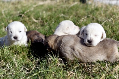 Beş Minik Yavruyu Çuvala Koyup Ormana Attılar