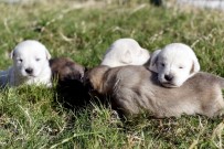 Beş Minik Yavruyu Çuvala Koyup Ormana Attılar