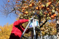 TRABZON HURMASI - Darende'de Kayısıya Alternatif Tarım Ürünü Açıklaması Hurma
